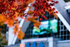11月の高尾山の紅葉具合を写真でご紹介☆