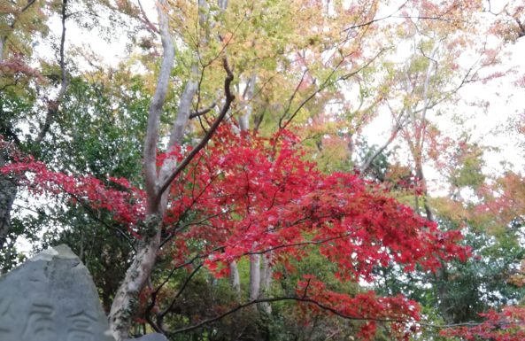 【2019年秋の高尾山】紅葉の見頃は12月初旬まで